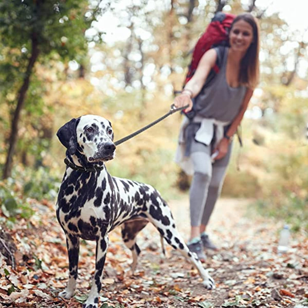 Radium Dog Rope Leash - Safe and Stylish Walks Day and Night