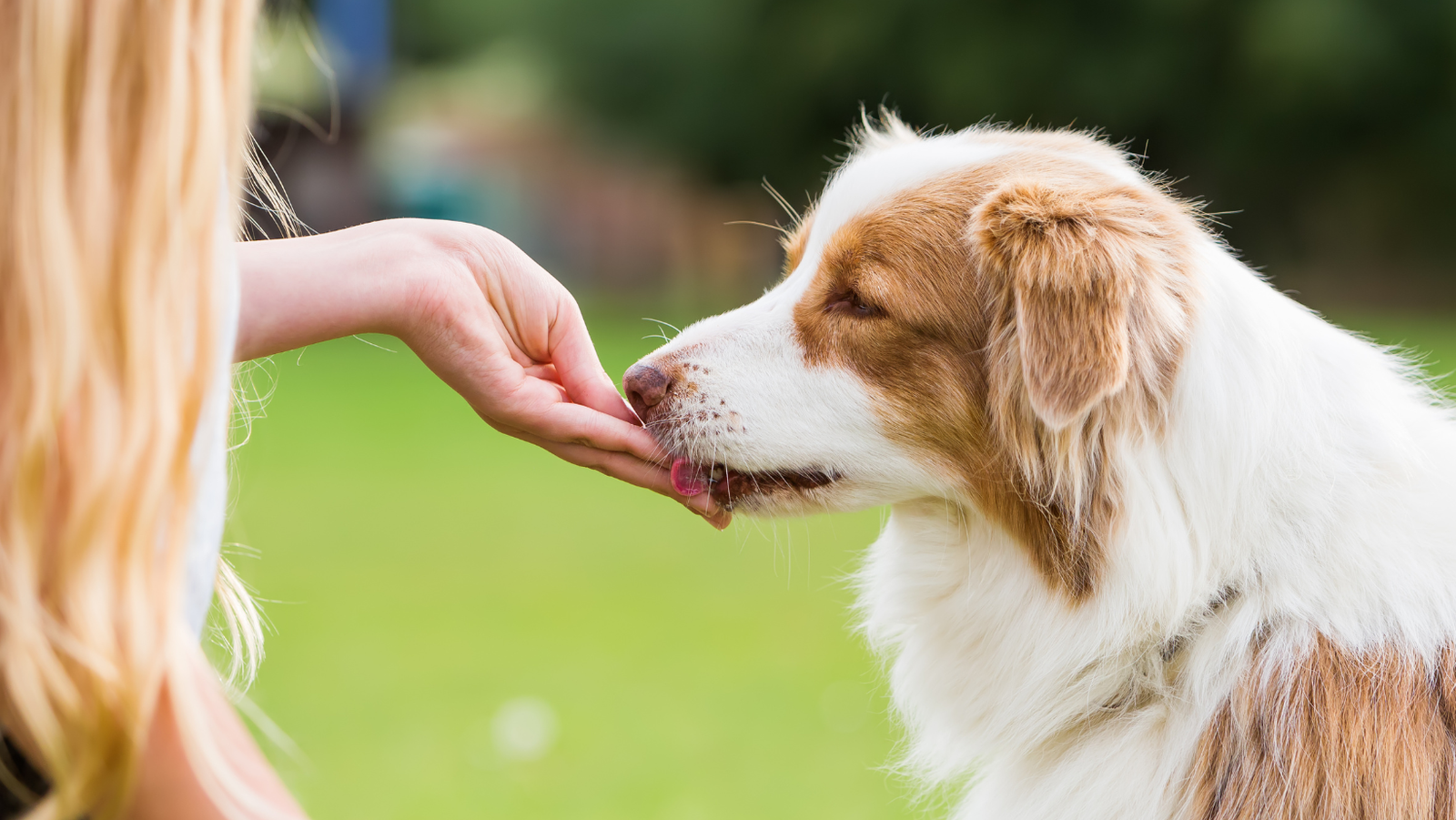 Homemade Pet Treats: A Healthy and Cost-effective Alternative