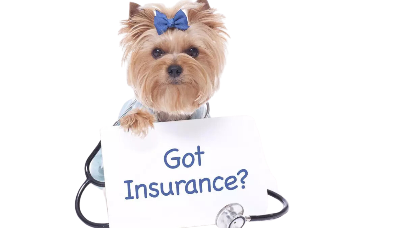 Your Furry Friend Deserves the Best: Why Pet Insurance is a Must-Have