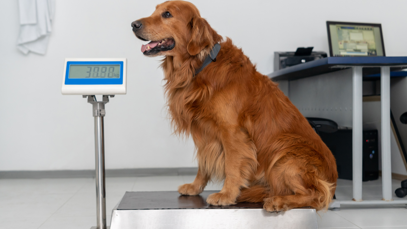 Pet Weight Management: Keeping Your Furry Friend Healthy and Happy