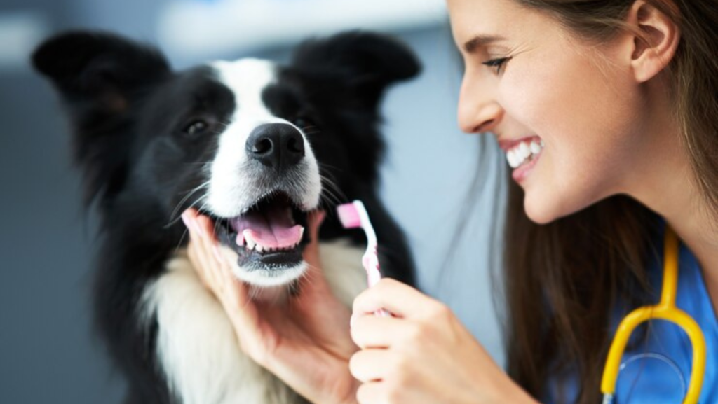 The Importance of Dental Care for Pets