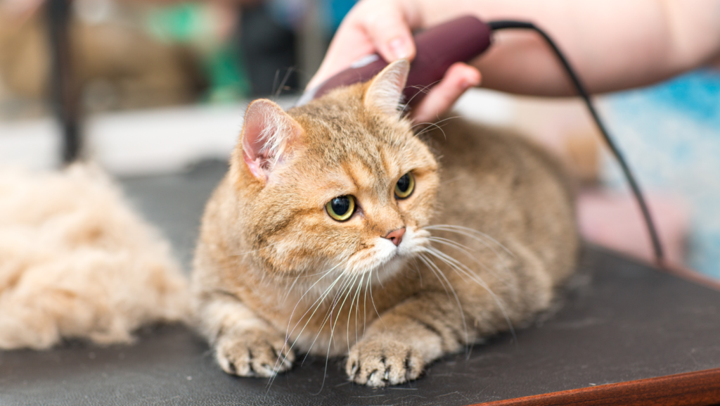 Pet Grooming Tips: Keeping Your Furry Friend Happy and Healthy