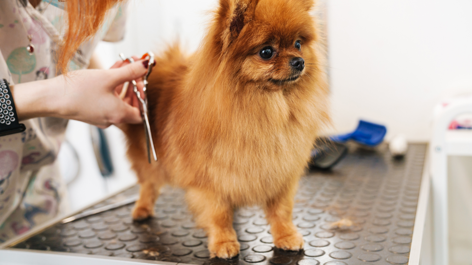 Grooming for Pets: Unveiling the Numerous Health Benefits