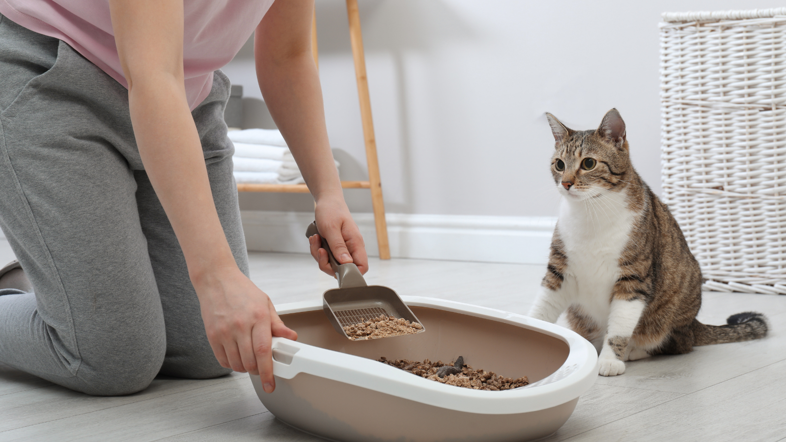 Choosing the Perfect Cat Litter: A Comprehensive Guide