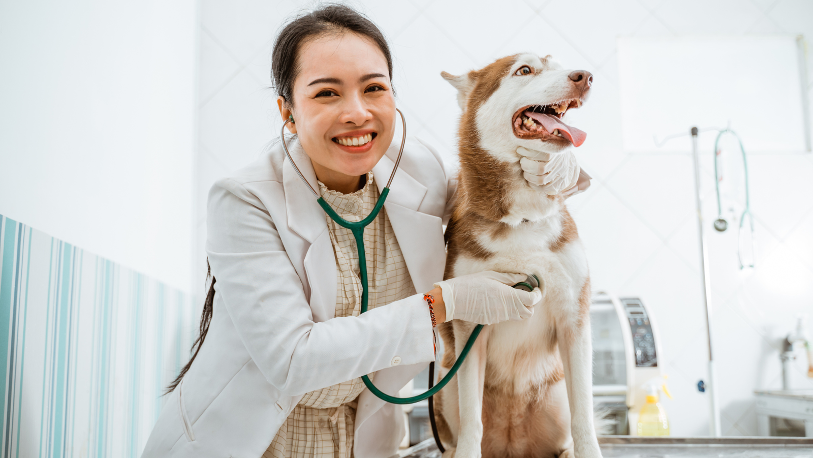 8 Vet-Approved Supplements to Keep Your Pet Healthy
