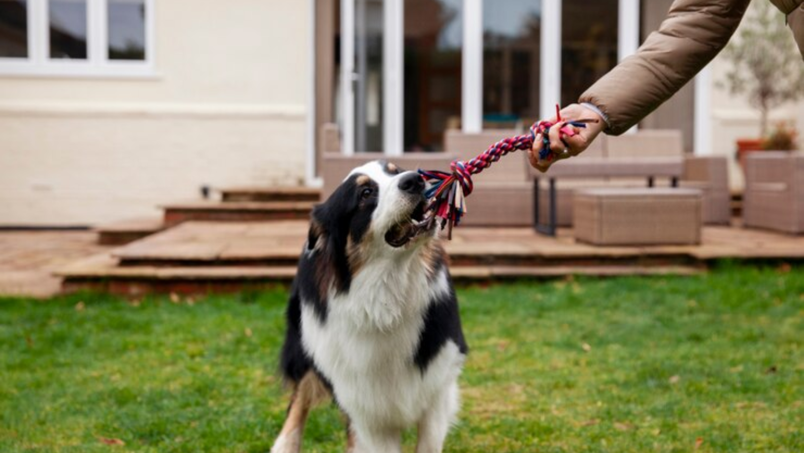 How to Choose the Right Collar and Leash for Your Dog