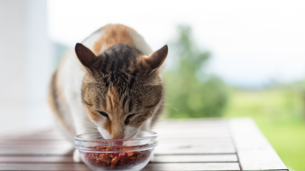 Optimizing Your Pet's Diet: The Significance of High-Quality Pet Food