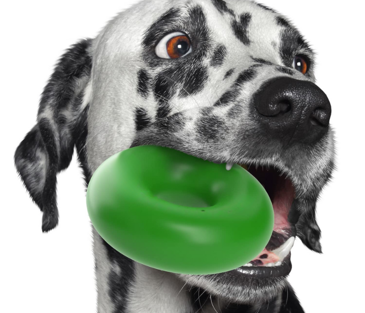 Top 10 Best Dog Toys for Chewers