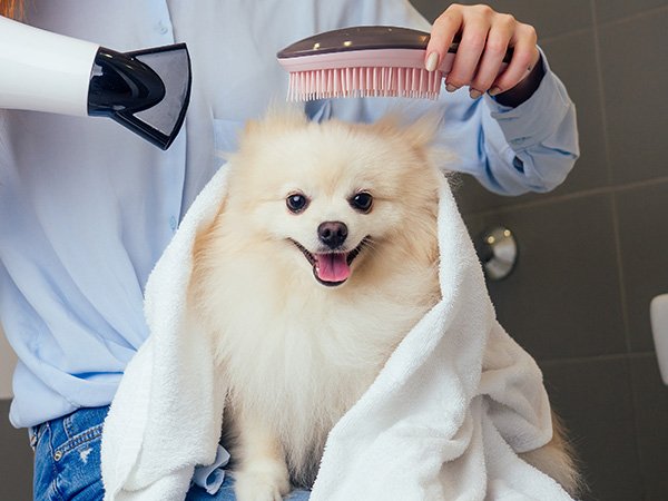 Pet Grooming Essentials