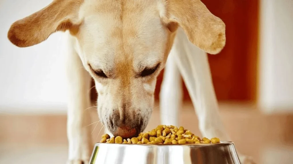 Premium Pet Food: Ensuring the Health and Happiness of Your Furry Friends