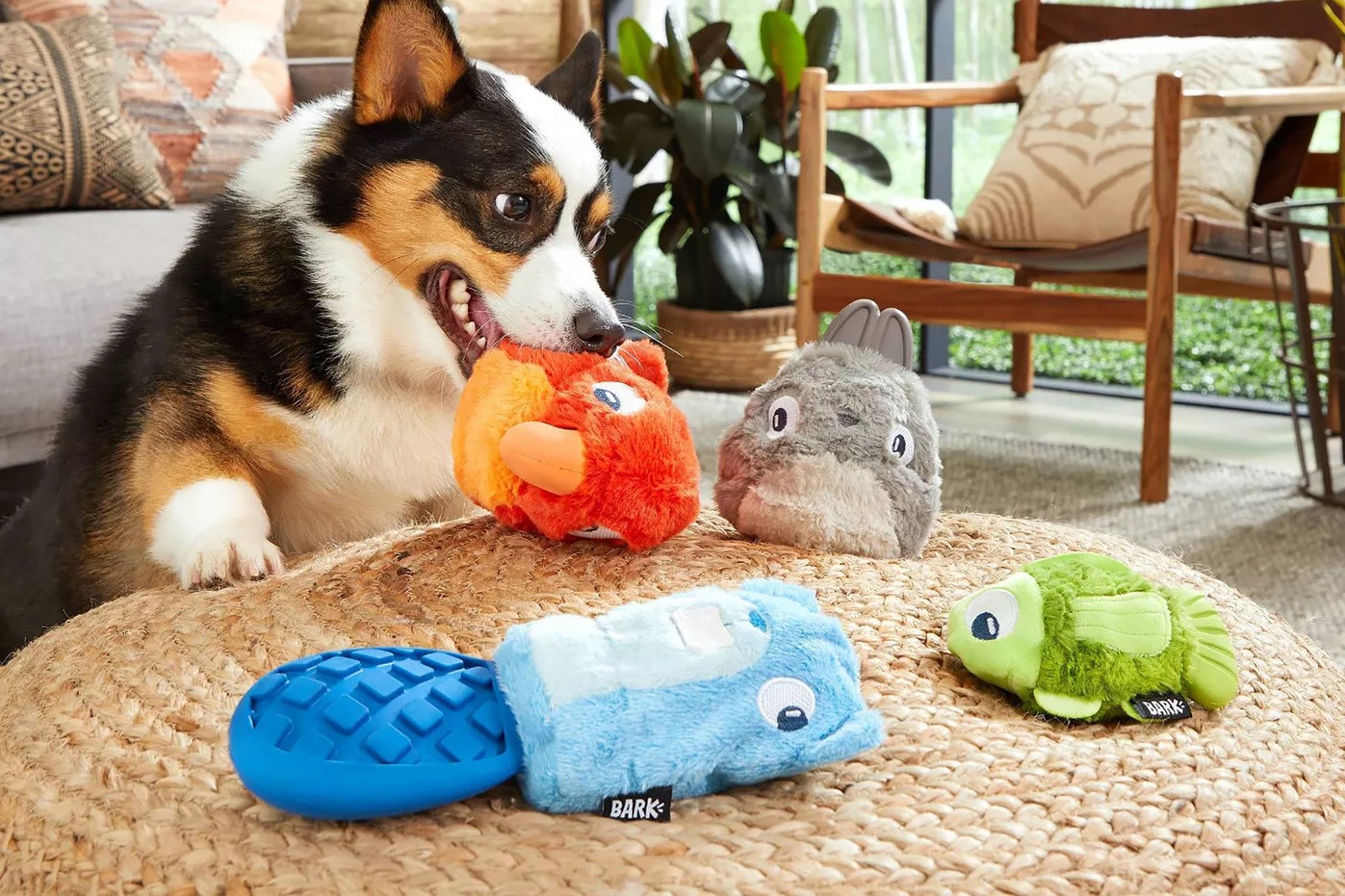 Pet Toys for Training, shop