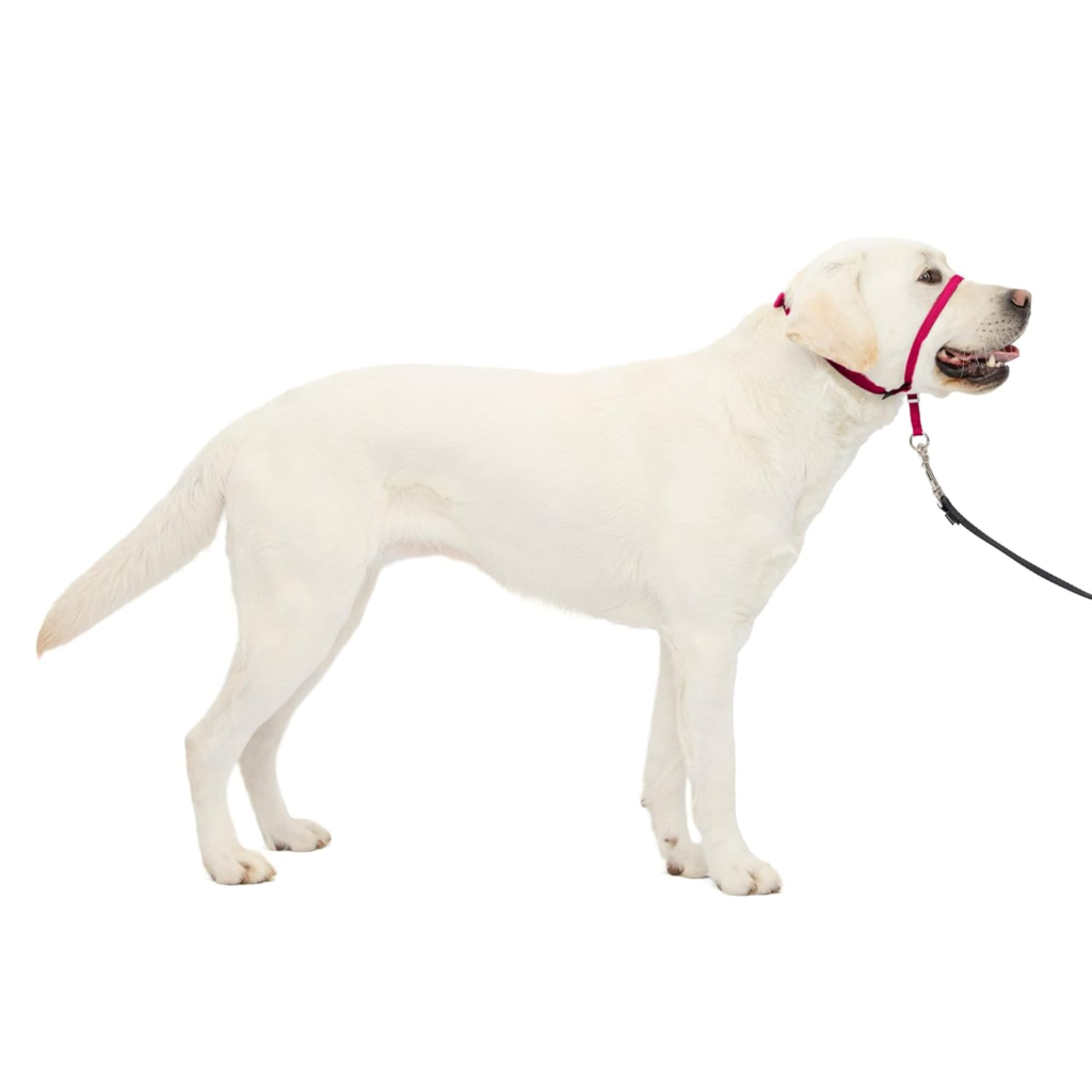 How to Choose the Right Collar and Leash for Your Dog