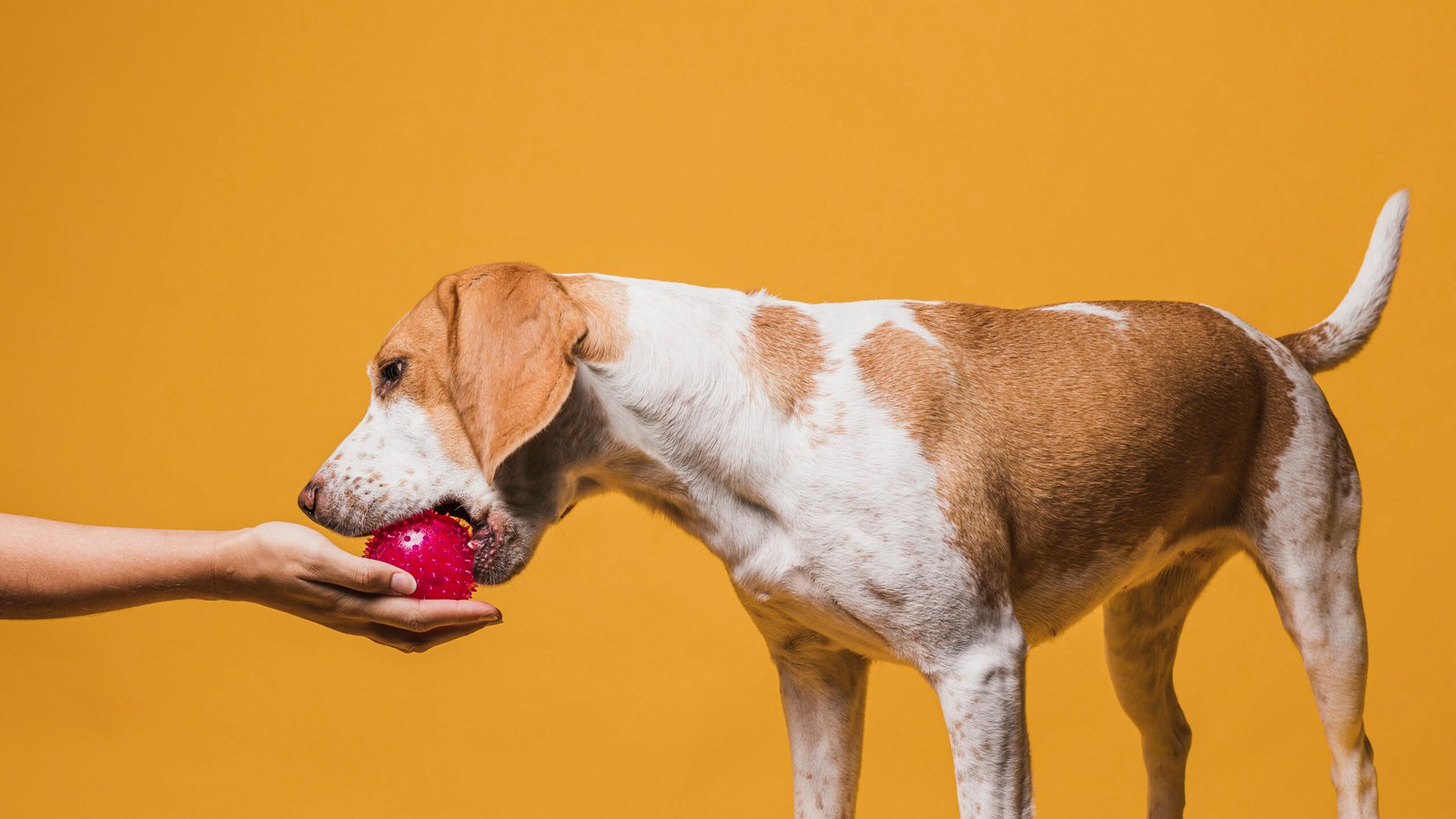 Understanding Rubber Pet Toys: A Comprehensive Guide for Pet Owners