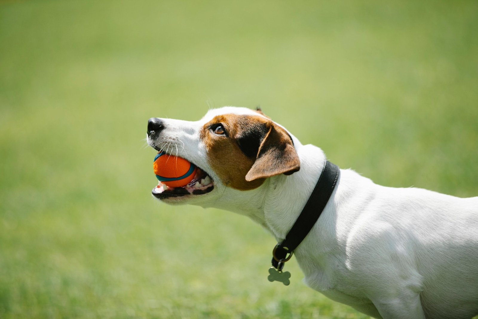 Fun and Interactive Pet Toys for Every Playful Pup and Curious Kitty - PawPea