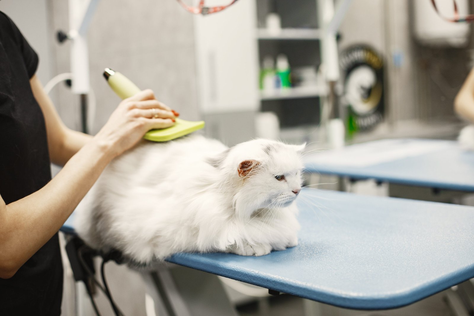 Unleash the Shine: 5 Must-Have Cat Grooming Tools for a Purrfectly Groomed Feline