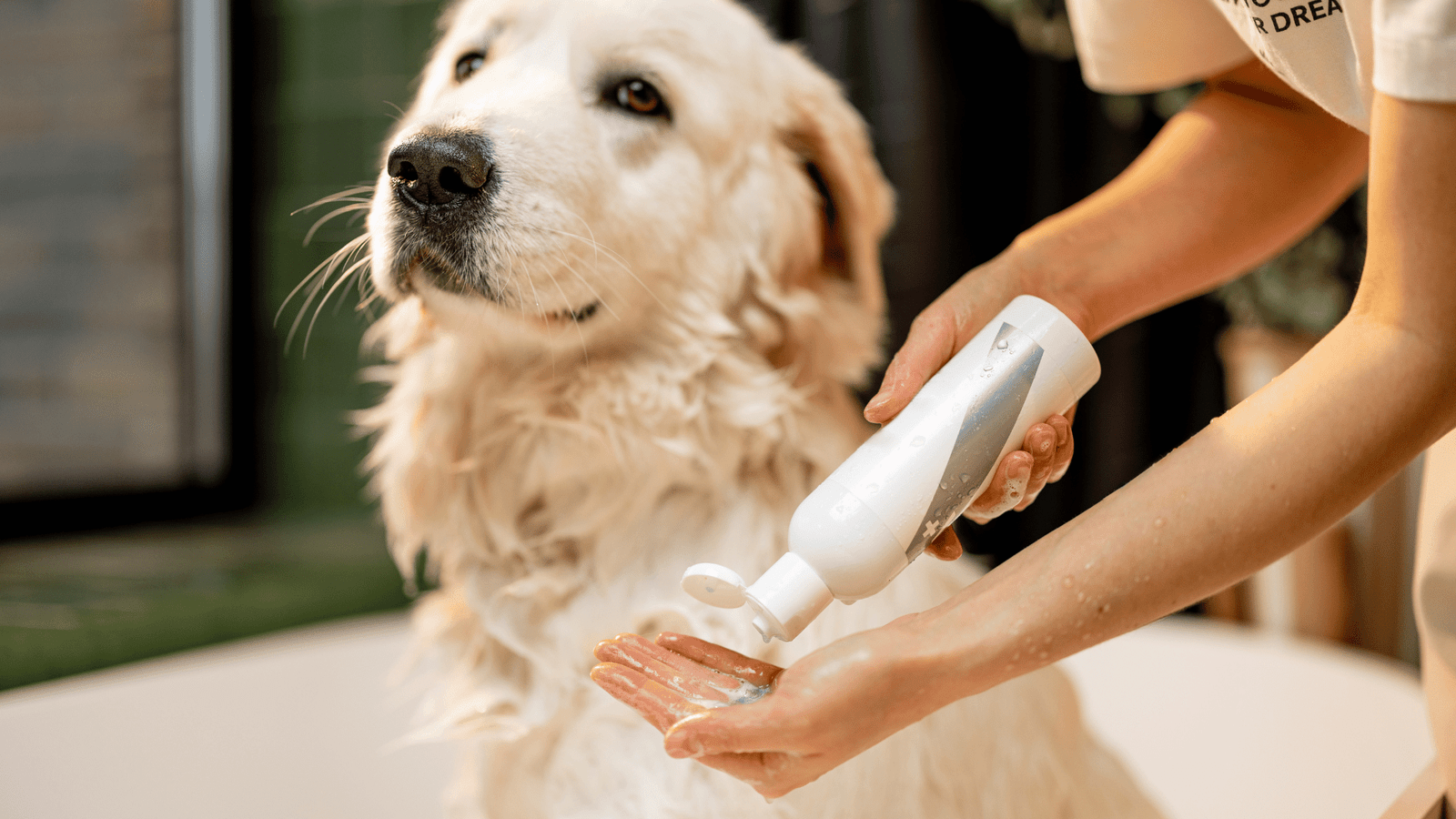 How Can Conaseb Shampoo for Pets Improve Your Pet’s Health?