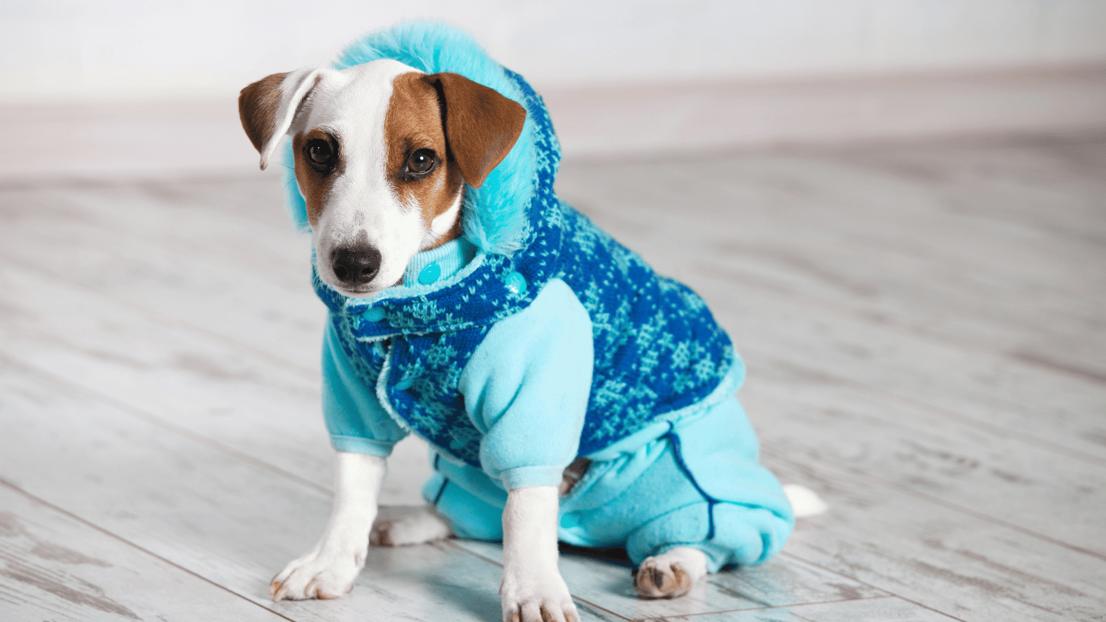 Winter Dog Clothing Idea: Keep Your Pup Warm and Stylish This Season