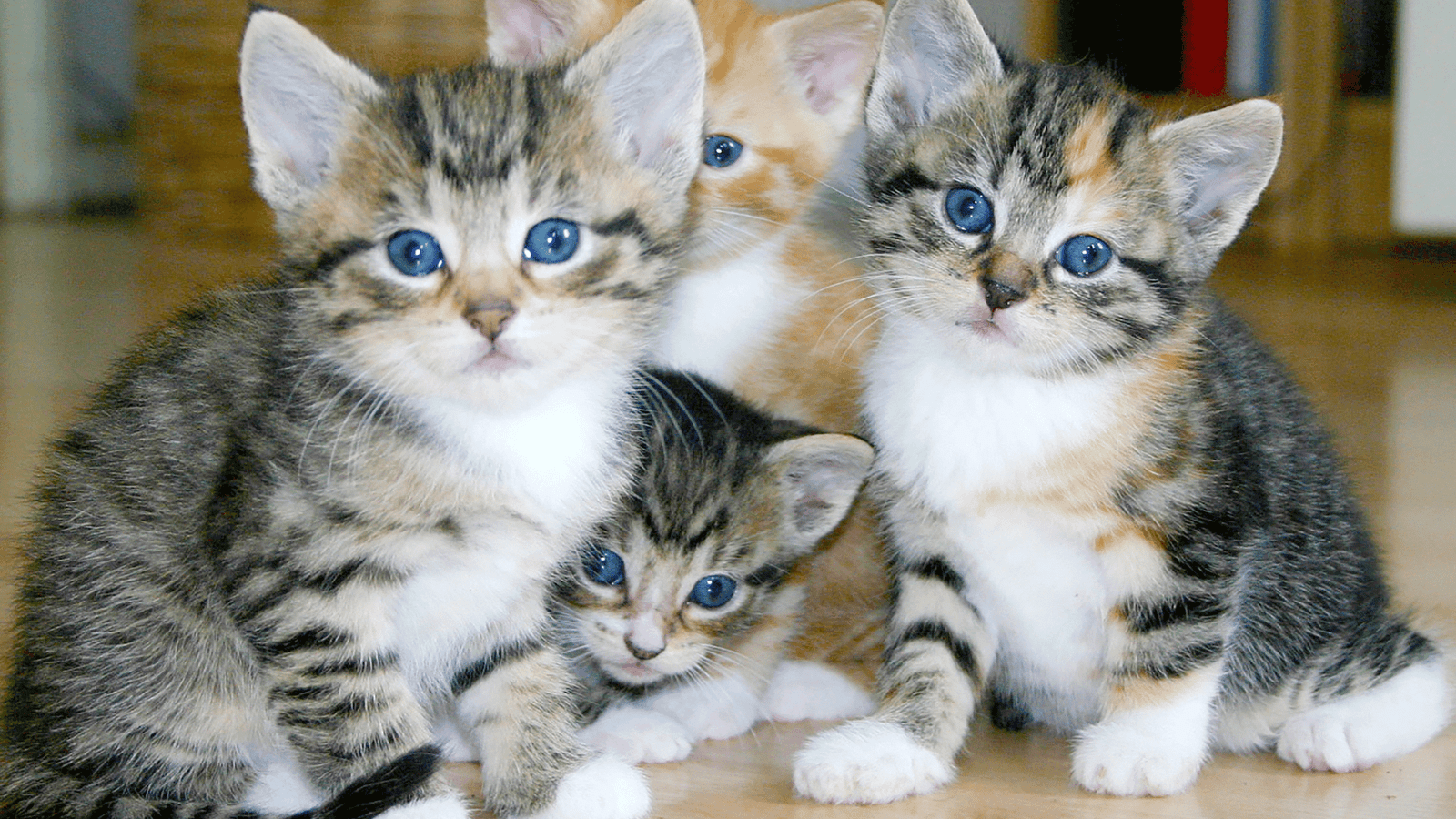 Top 10 Cat Breeds in India: Discover the Most Popular Feline Companions