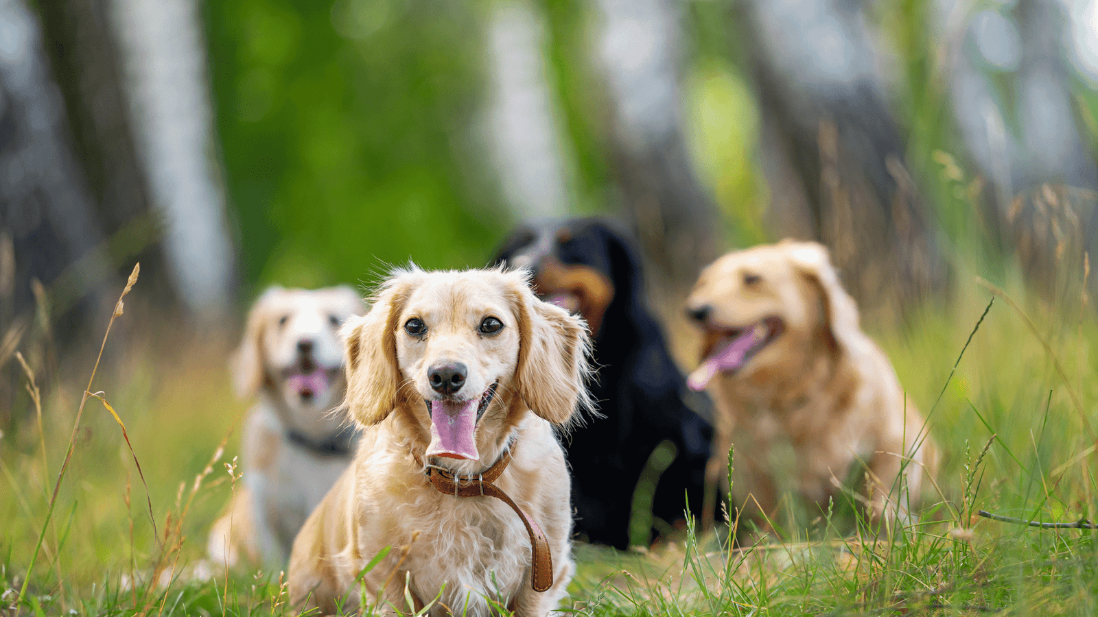 Discover the Best Small Dog Breeds in India for Your Family