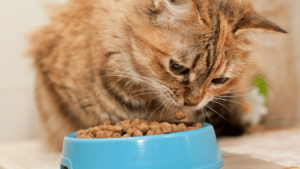 Persian Cat Best Food: Top Nutrition Choices for Your Fluffy Feline