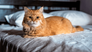 Choosing the Perfect Bed for Your Persian Cat: Comfort and Style Combined