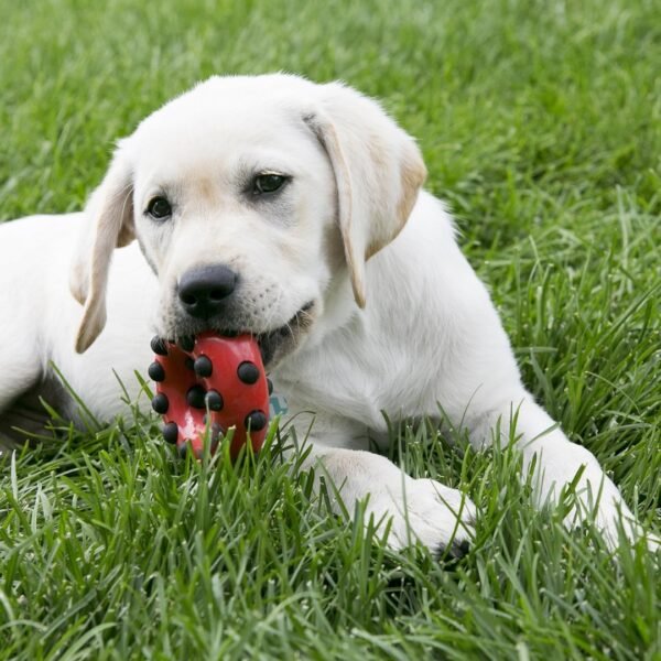 KONG Dotz Circle Dog Toy - Image 2