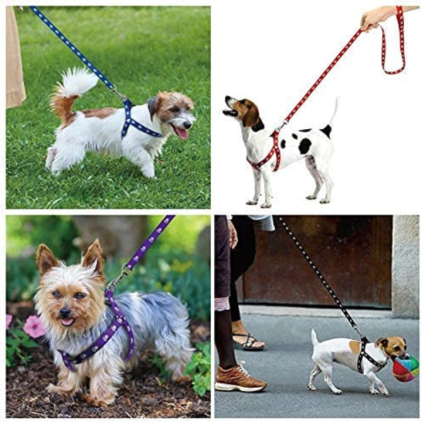 Print Puppy Collar & Leash Set