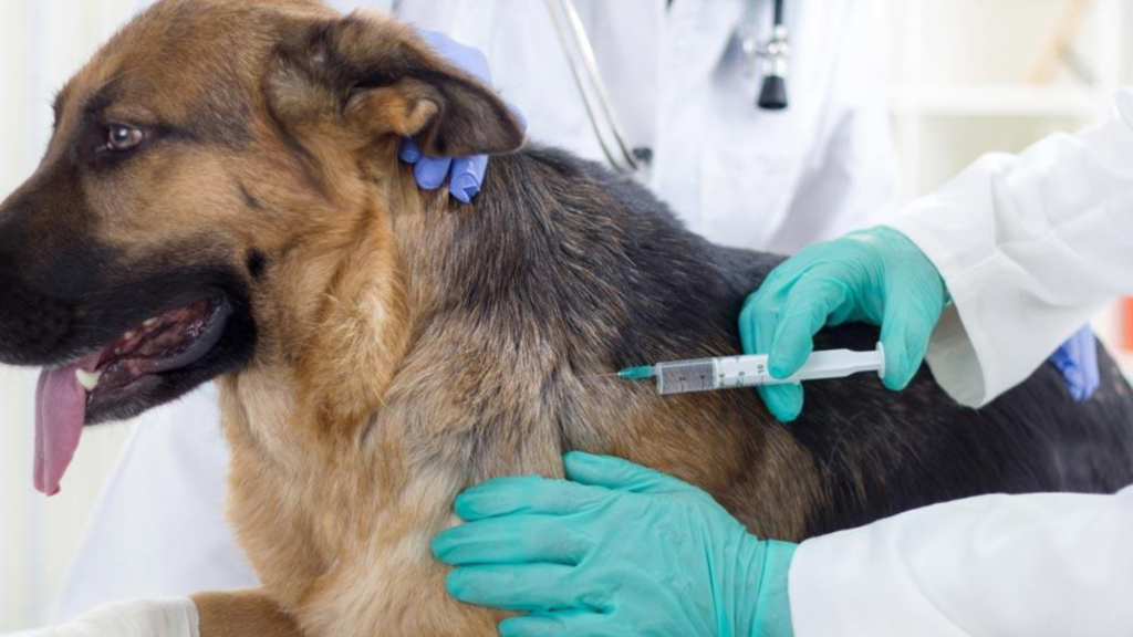 pet vaccination guide