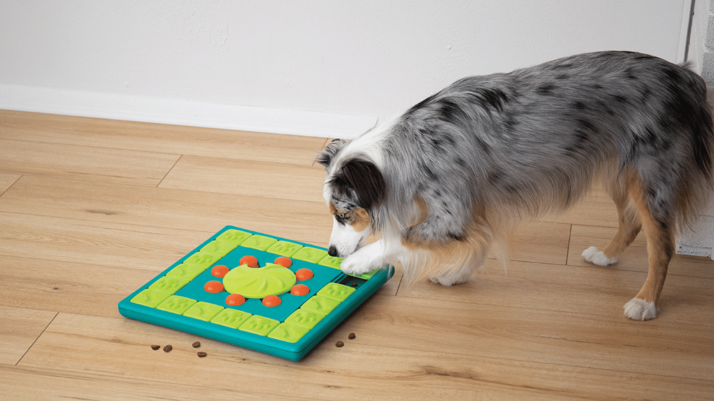 puzzle toys for pets