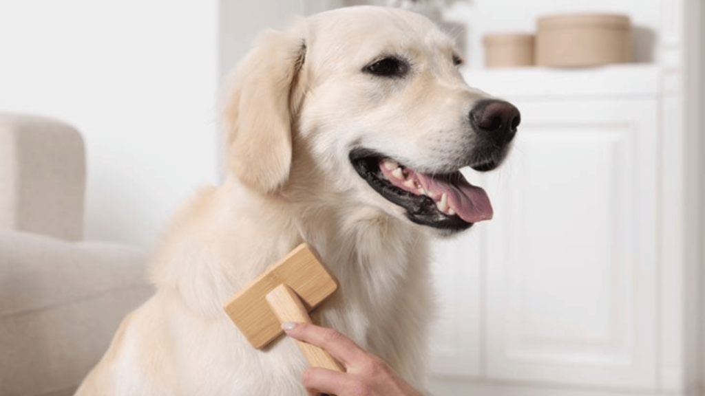 Labrador Retriever Brushes