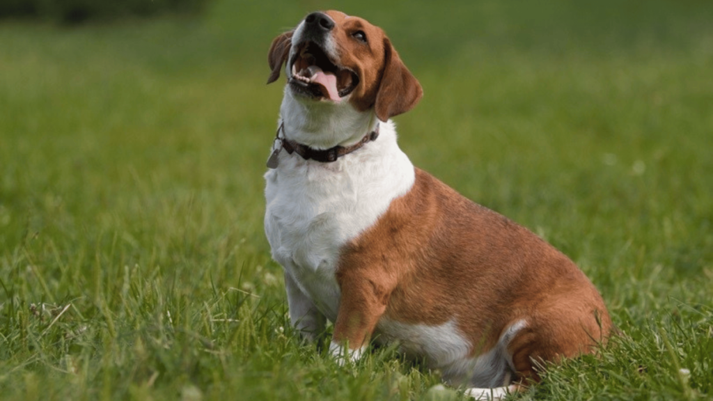 Beagle Collars