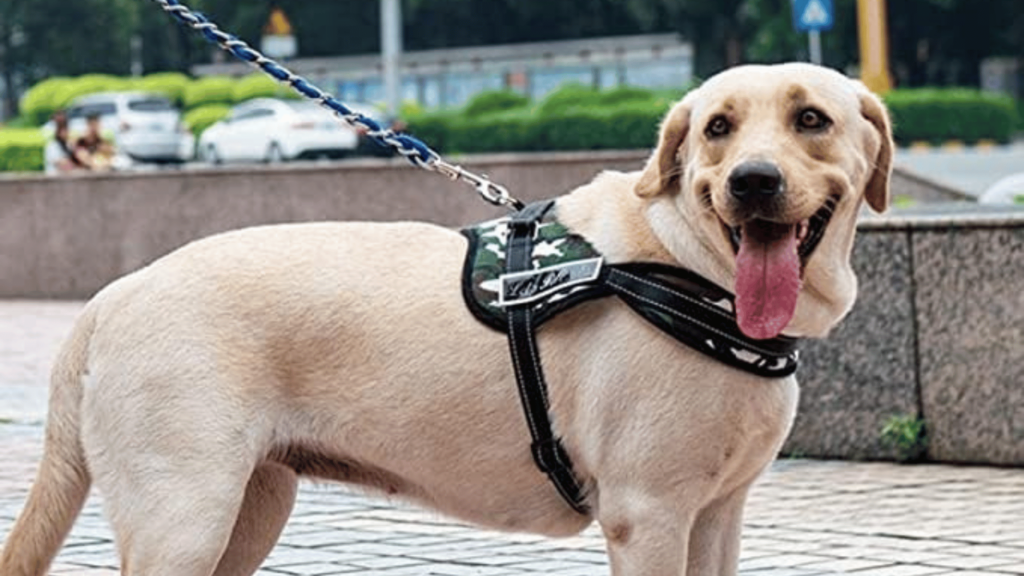 Labrador Retriever leashes