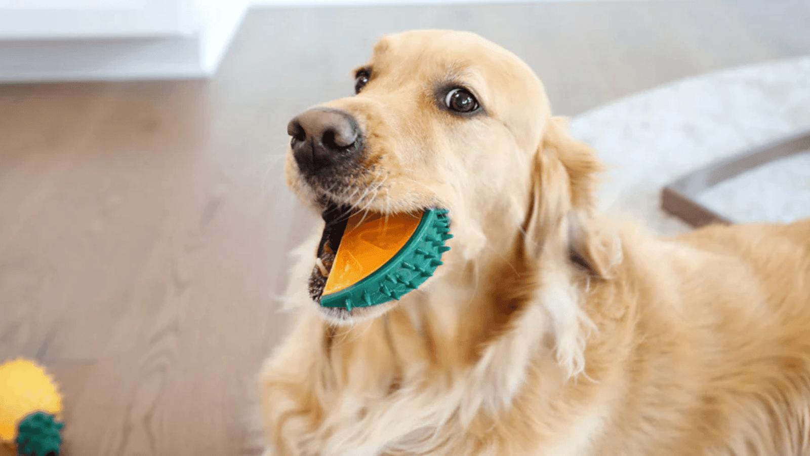 Golden Retriever Chew Toys