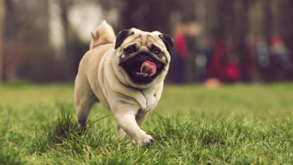 Pug grooming clippers