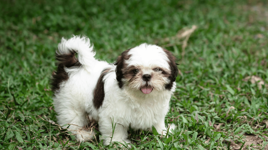 best small dog breeds in India