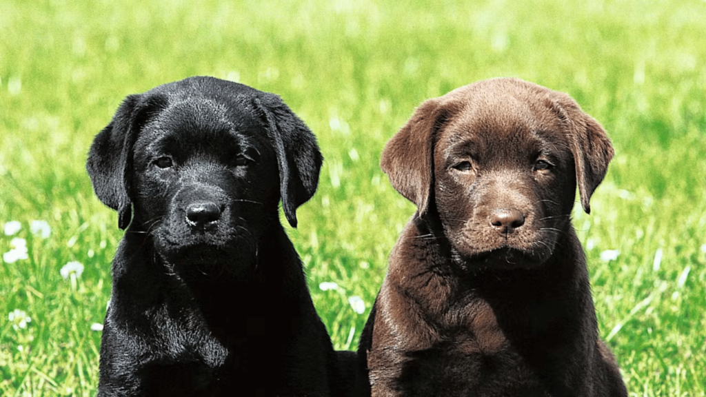 5 Toys for Labrador Retrievers