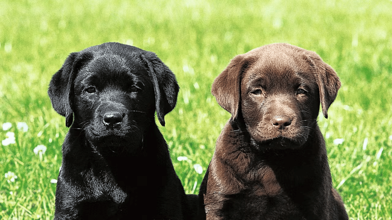 5 Toys for Labrador Retrievers