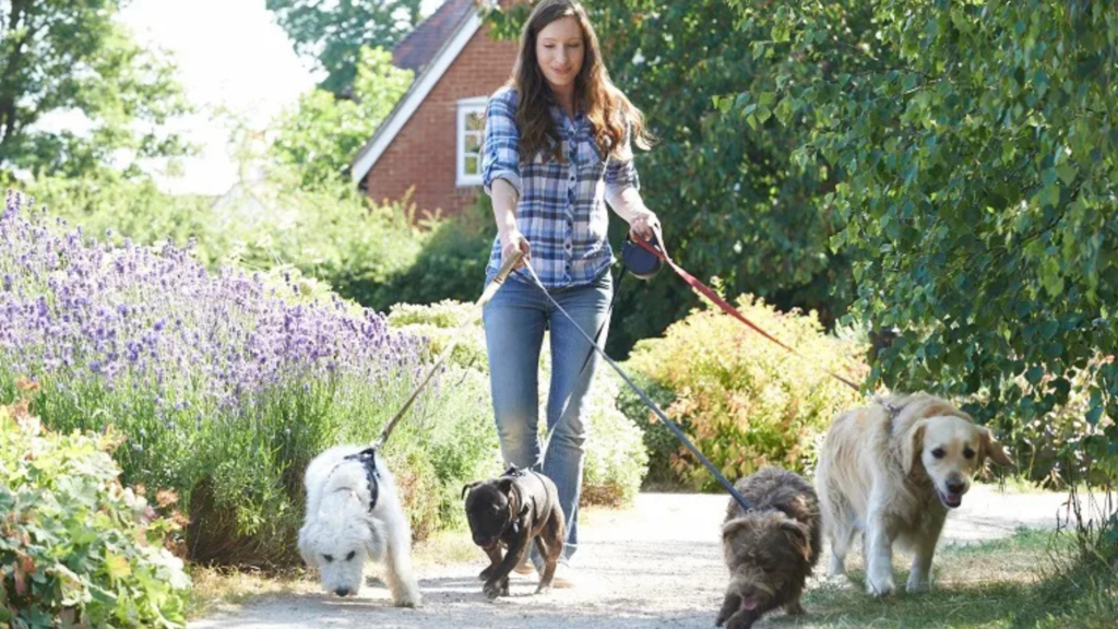 Pet Walking Accessories