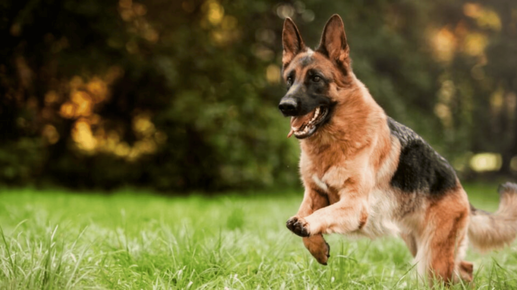 German Shepherd chew toys