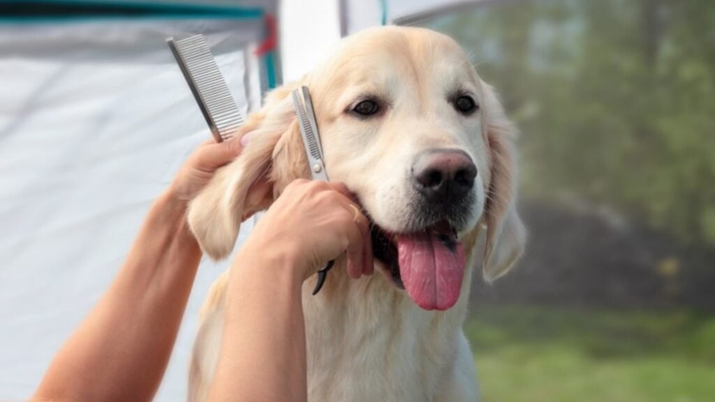 Labrador Retriever Grooming