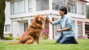 Golden Retriever Training