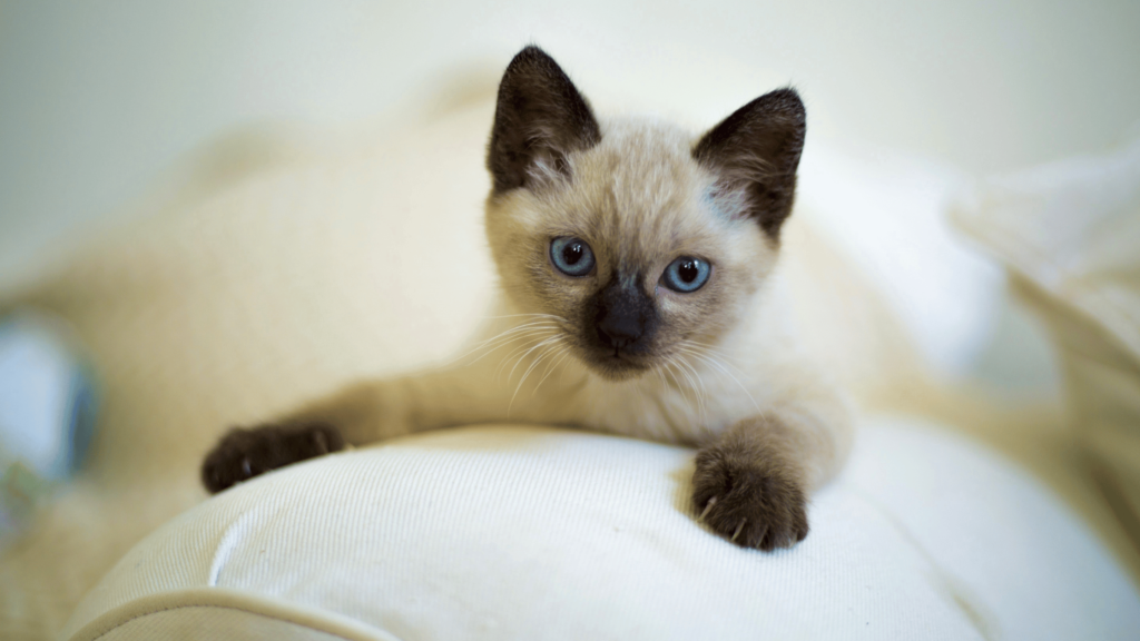 Siamese Cat Health Issues