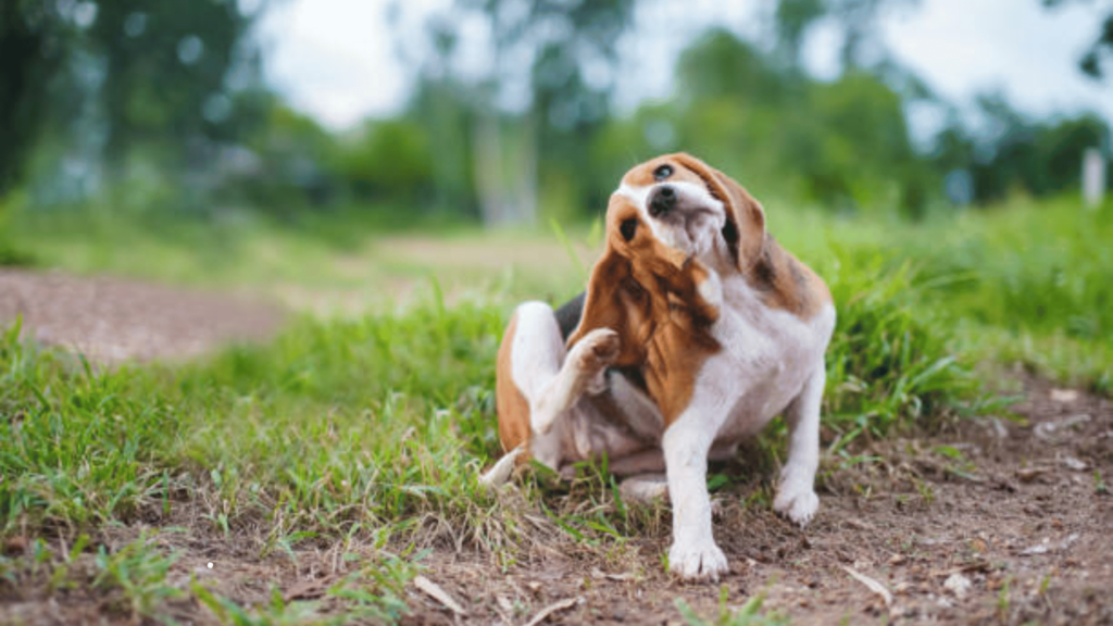 Dog Itching and Scratching