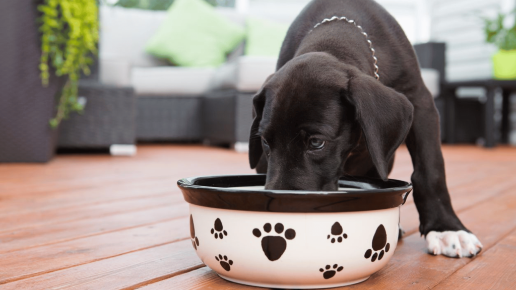 Pet Nutrition Tips