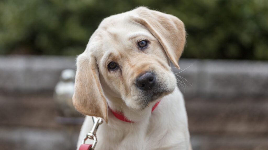 Labrador Retriever Health Issues