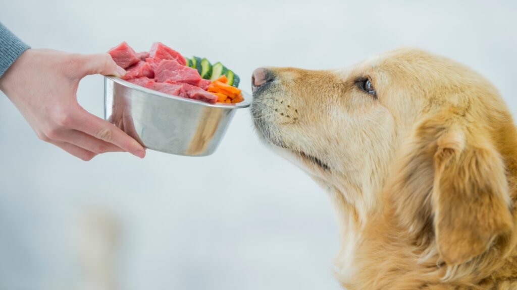 Labrador Retriever Diet