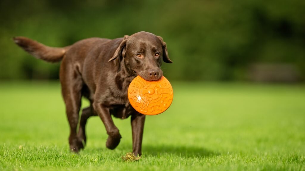 Labrador Retriever Training Tips