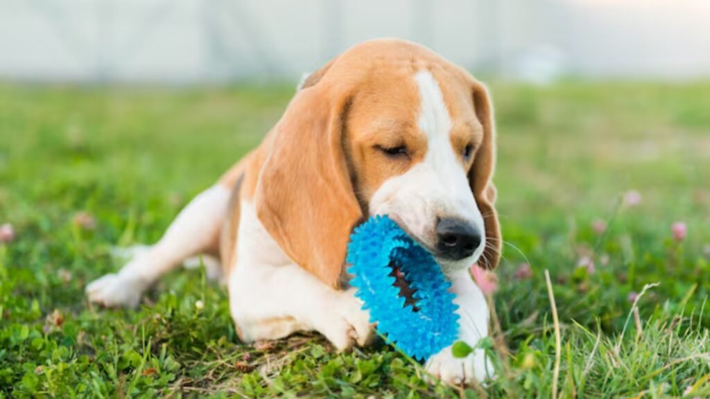 Best Teething Toys for Puppies