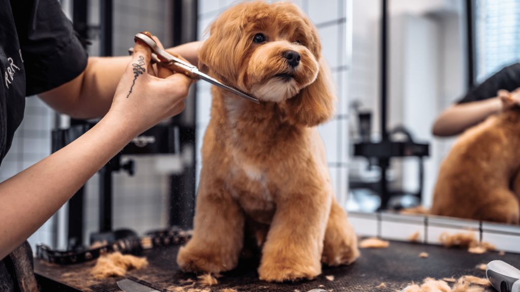 Pet Grooming Services