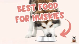 Dog Food for Huskies